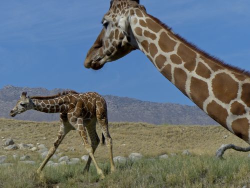Giraffe And Her Baby