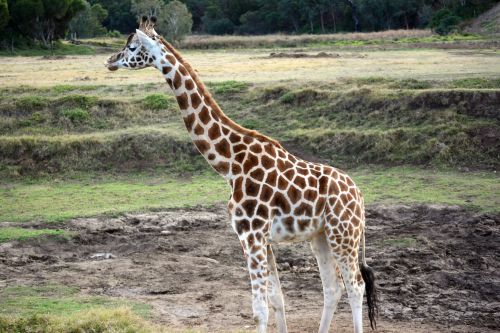 Giraffe At Werribee Park