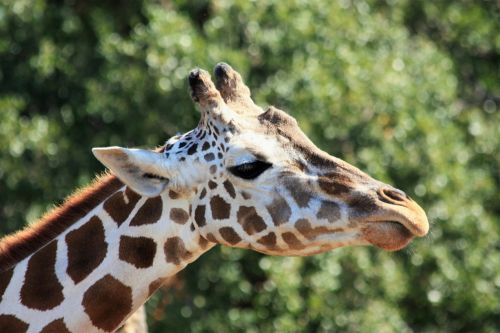 Giraffe Close-up