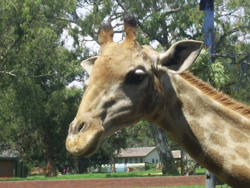 Giraffe Close-up