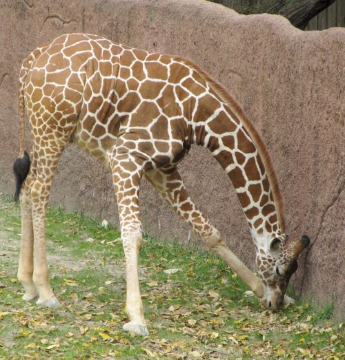 Giraffe Grazing