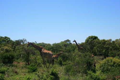 Giraffe In The Bush