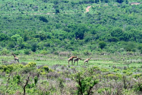 Giraffe In The Distance