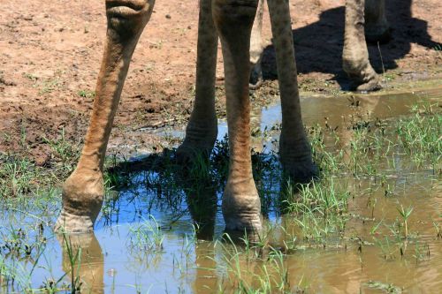 Giraffe Legs Standing In Water