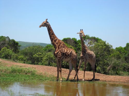 Giraffe Male Adult &amp; Young Male 2