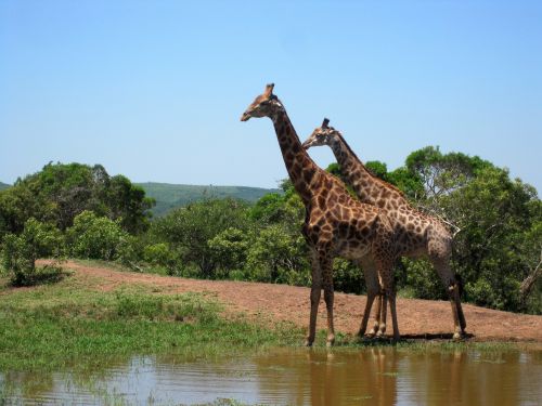 Giraffe Male Adult &amp; Young Male