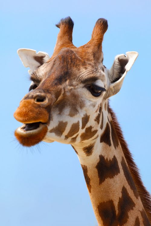 Giraffe Portrait