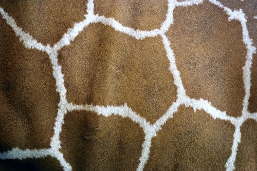 giraffe skin giraffe animal