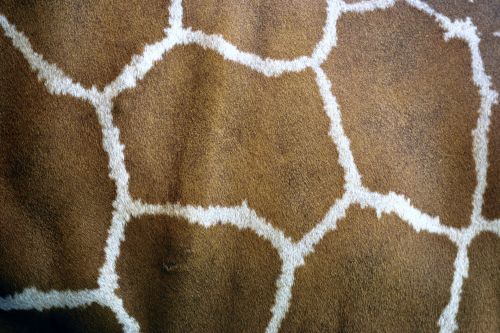 Giraffe Skin
