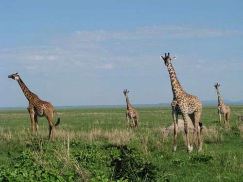 giraffe tanzania fauna