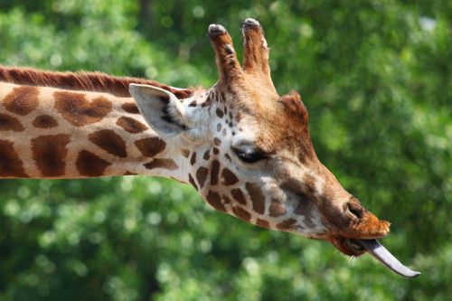 Giraffe&#039;s Tongue
