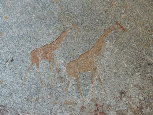 giraffes clips painting matobo