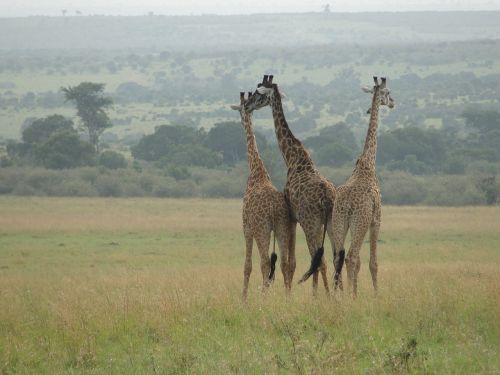 giraffes east africa animal world