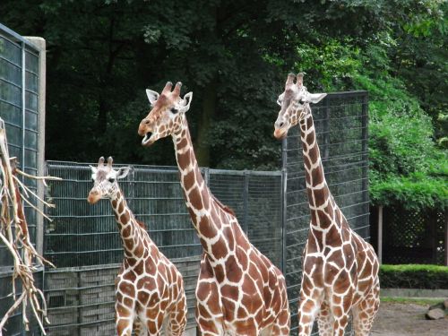 giraffes zoo mammal