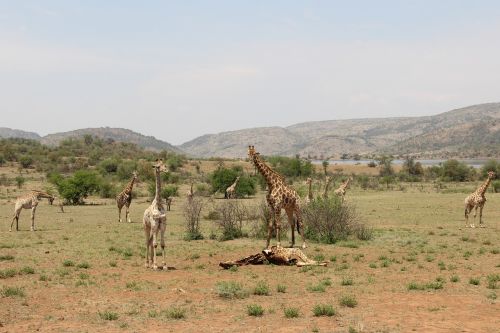 giraffes exciting adventure
