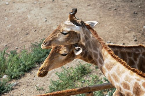 giraffes neck animals