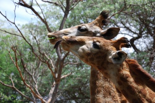 giraffes animals heads