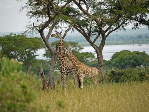 giraffes rothschild-giraffes uganda