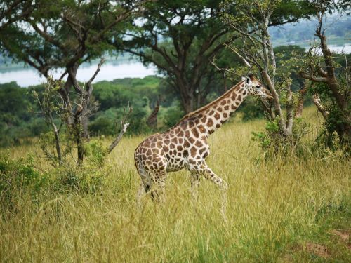 giraffes uganda savannah