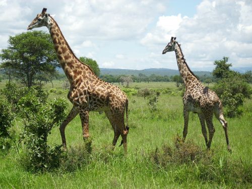 giraffes africa mikumi