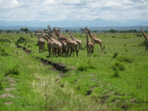 giraffes africa tansnia