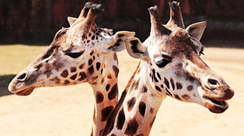giraffes animal mammal