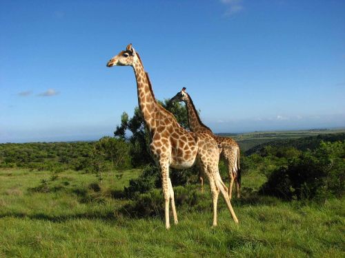 giraffes sky south africa