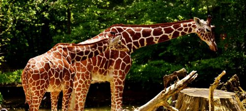 giraffes wild animal stains