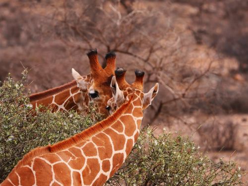 giraffes pair together