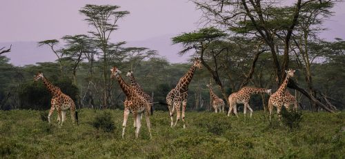 giraffes flock savannah