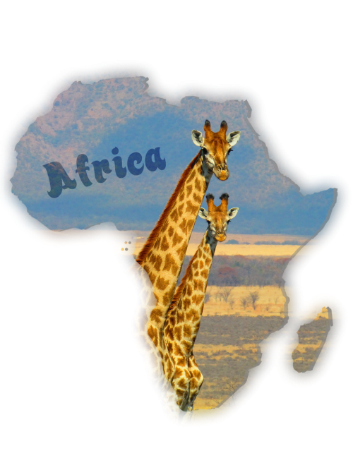 giraffes south africa safari