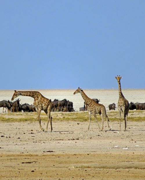 giraffes wildebeest africa