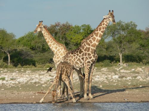 giraffes safari namibia