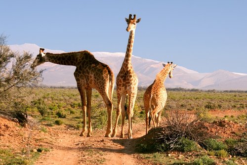 giraffes  south africa  nature