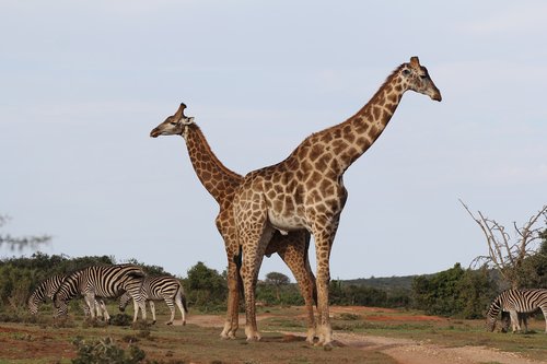giraffes  pair  zebra herd