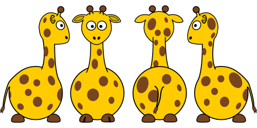 giraffes mammals animals