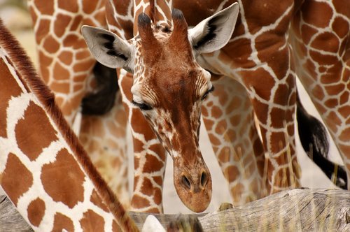 giraffes  wild animal  stains