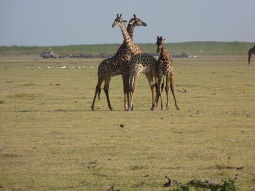 giraffes savannah africa