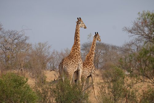 giraffes  south africa  safari