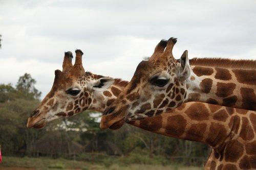 giraffes  africa  kenya