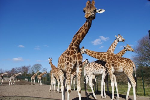 giraffes  nature  neck