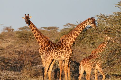 giraffes africa nature