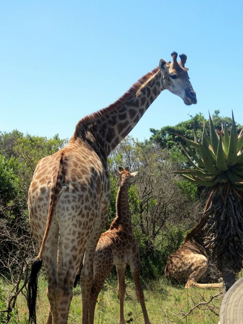 giraffes baby giraffe africa