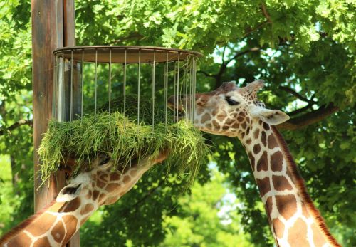 giraffes animals zoo