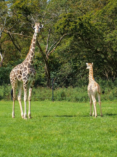 giraffes young wildlife park