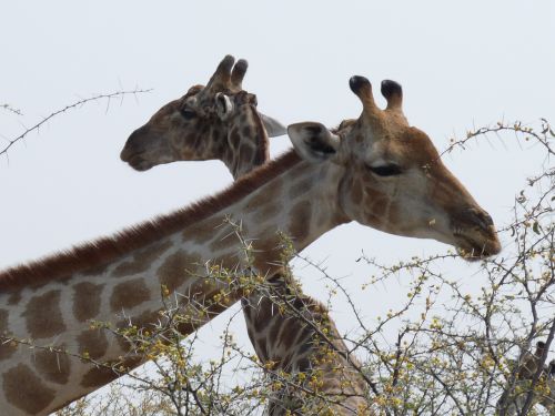 giraffes etosha namibia