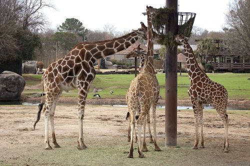 giraffes eating feeding
