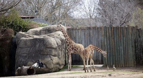 giraffes standing zoo