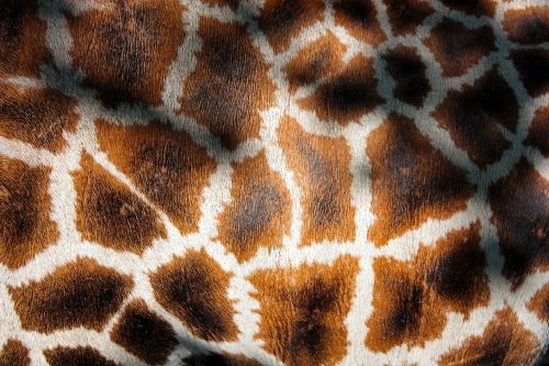 giraffe's coat giraffe manto