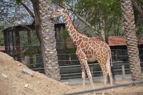 giraph zoo tree